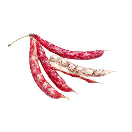 Borlotti Beans(aysha Khanum) 500g