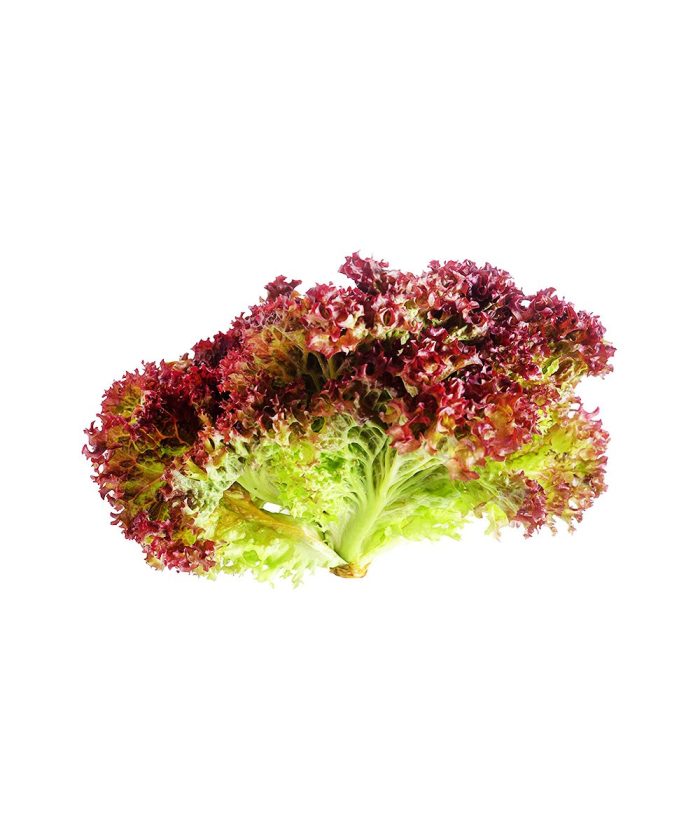Lollo Rosso 500g