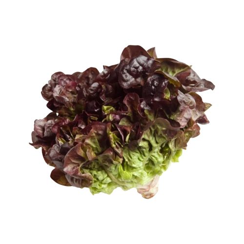 Red Oakleaf lettuce 500g